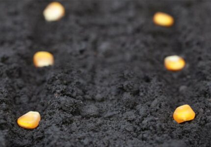 corn-seed-soil